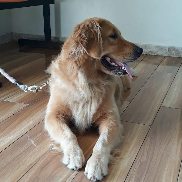 Foto 3 Vetlife Clínica Veterinária 24 Horas