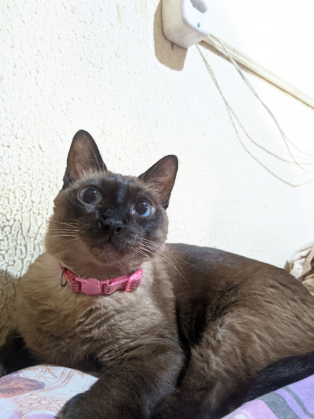 Policlínica Veterinária De Fortaleza