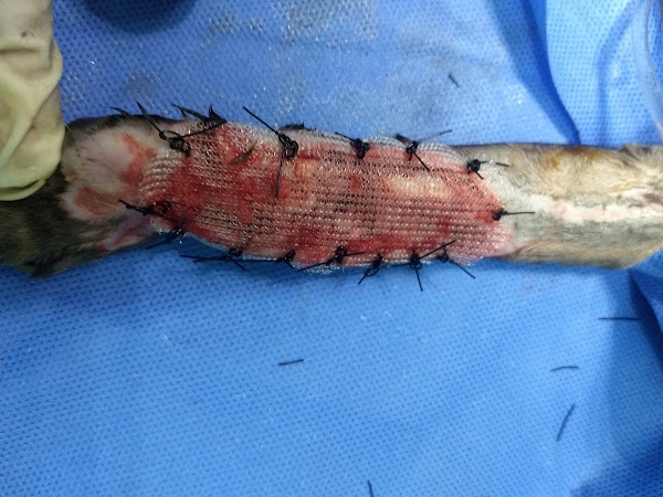 Foto 1 Clínica veterinária pet med