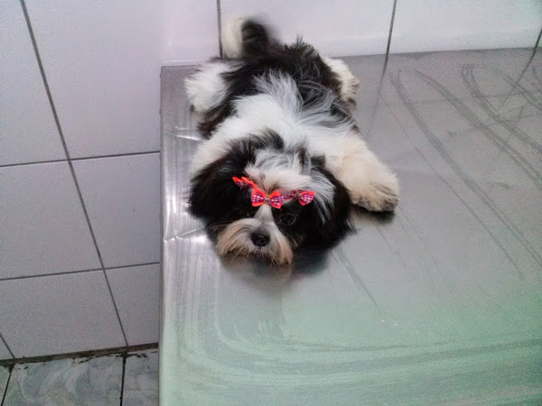 Foto 2 Clínica veterinária pet med