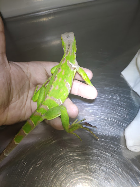 Foto 3 Clínica veterinária pet med Foto 3 Clínica veterinária pet med