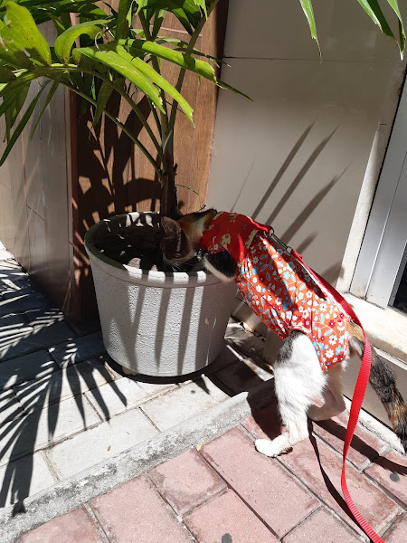 Clínica Veterinária Monsenhor Bruno Clínica Veterinária Monsenhor Bruno