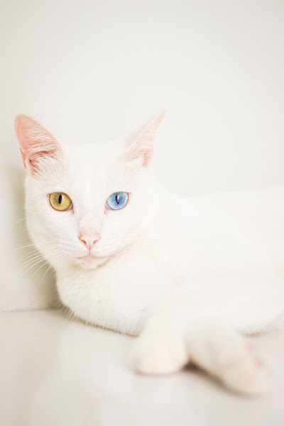 Catus - Clínica Veterinária 24h exclusiva para gatos