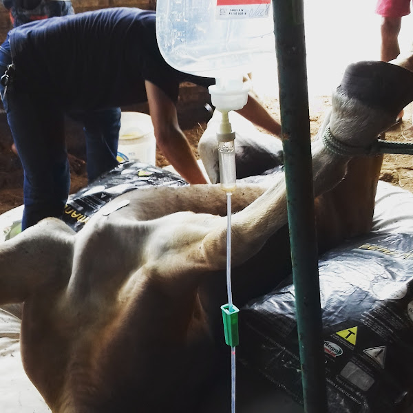 Foto 1 HGV- Clínica Veterinária