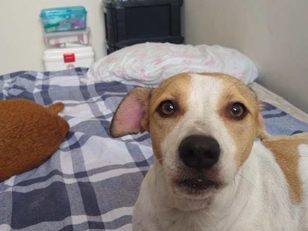 Foto 1 Clínica Veterinária Vetpet