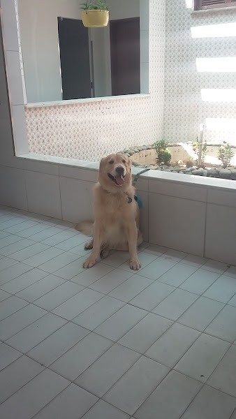 Alternativa Clínica Veterinária