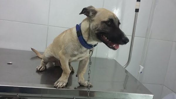 Foto 1 Alternativa Clínica Veterinária