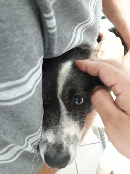 Clínica Bullmastiff Clínica Bullmastiff