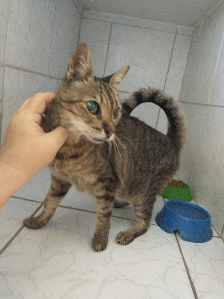 Clinica Veterinária São Bernardo do Campo