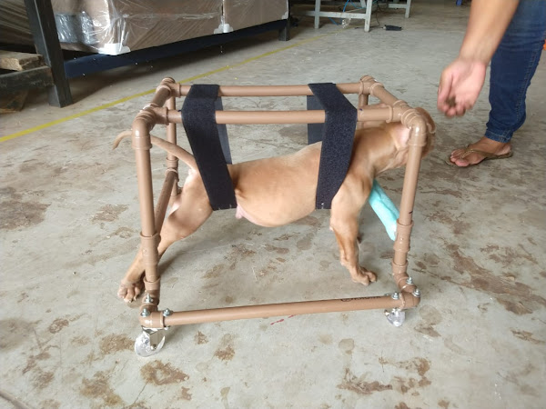 Foto 1 Clinica Veterinária São Bernardo do Campo