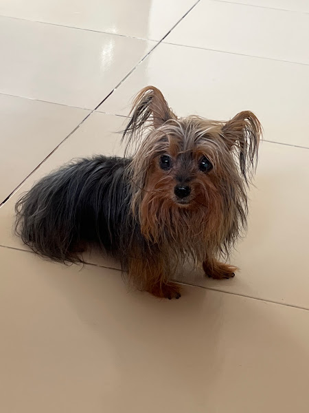 Foto 1 Clínica Veterinária VetSmile