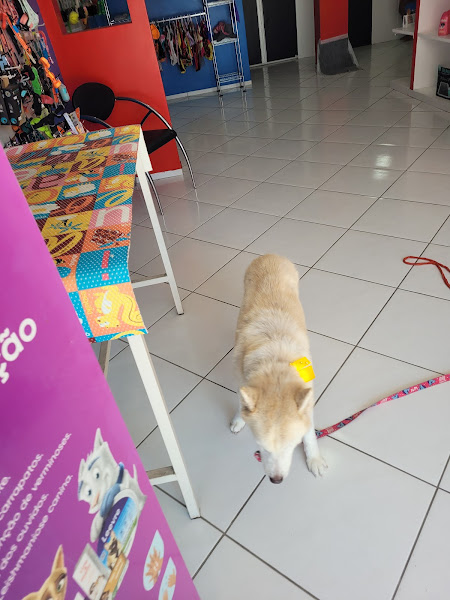 Foto 1 Medicão Cocó | clínica veterinária 24h