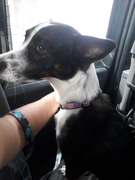 Foto 1 Clínica Veterinária Vira-Lata