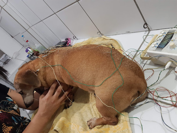 Foto 2 SOS Veterinário