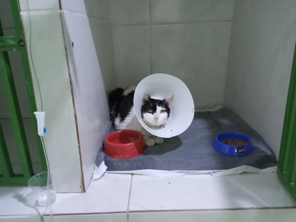 Agatha Clínica Veterinária Agatha Clínica Veterinária