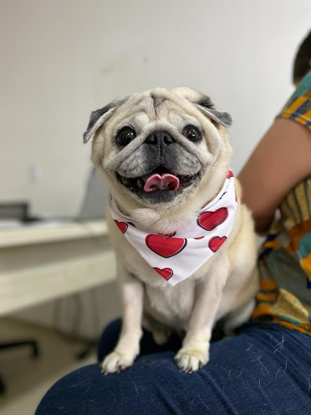 Foto 1 Cinvet Hospital Veterinário 24 Horas