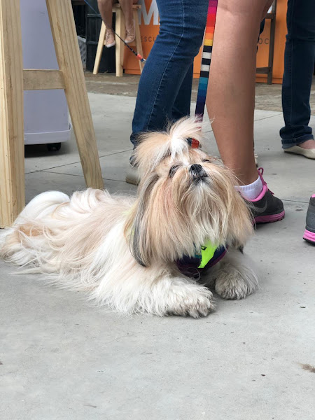 Foto 2 Cinvet Hospital Veterinário 24 Horas