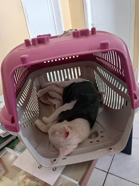 Clínica Veterinária Dr Geraldo Marques Filho Clínica Veterinária Dr Geraldo Marques Filho