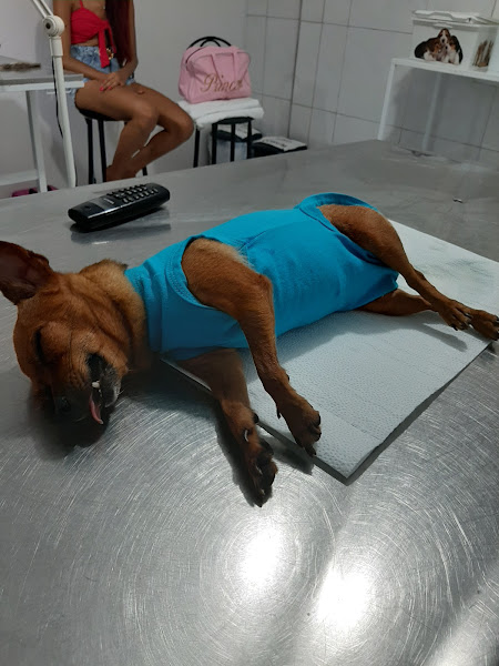 Foto 2 Clínica Veterinária Dr Geraldo Marques Filho