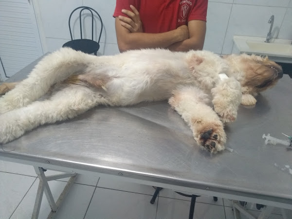 Foto 3 Clínica Veterinária Dr Geraldo Marques Filho
