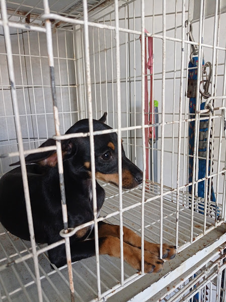 Pet Clinic Pet Clinic