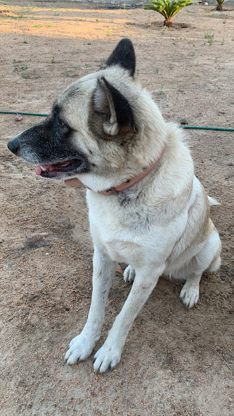 HD Clínica Veterinária