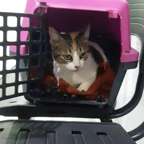 Foto 3 HD Clínica Veterinária