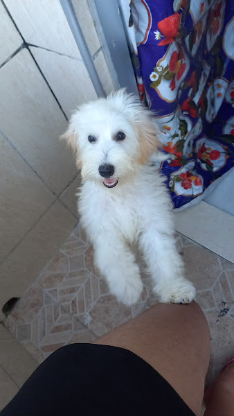 Foto 4 HD Clínica Veterinária