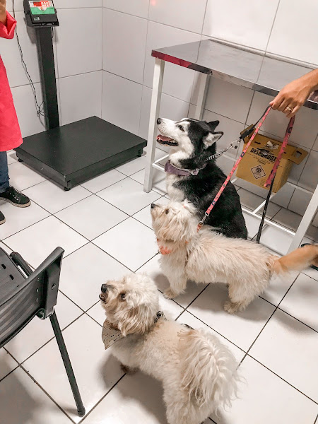 Foto 1 Pró-Vida Animal