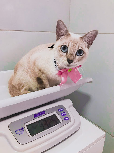 Foto 2 Pró-Vida Animal Foto 2 Pró-Vida Animal