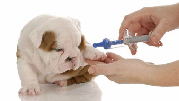 Foto 1 Mania de Cachorro Conceito