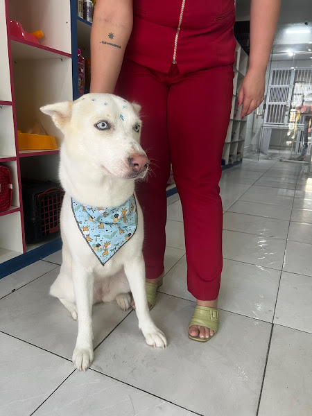 Foto 2 Mania de Cachorro Conceito