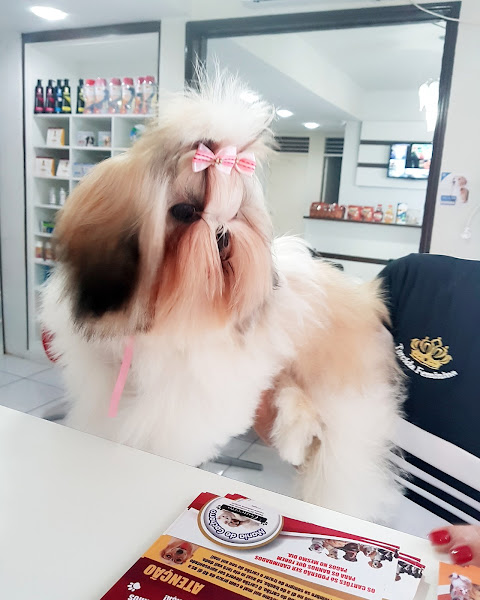 Foto 4 Mania de Cachorro Conceito