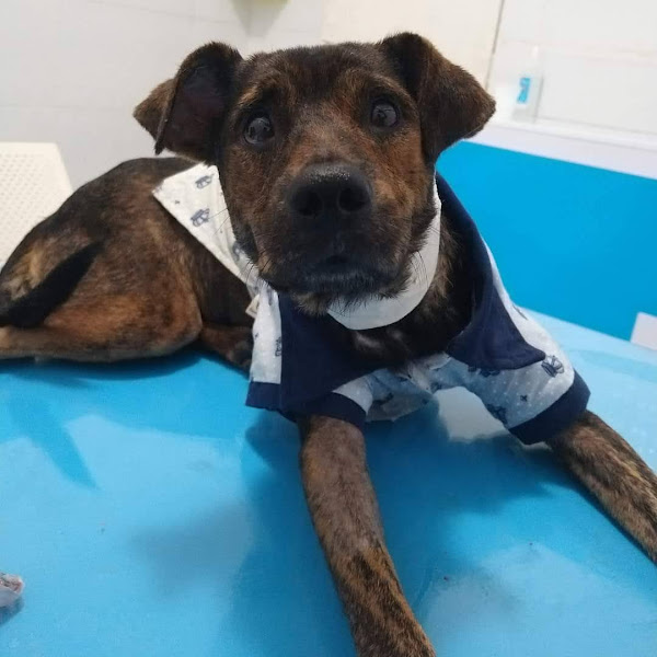 Pet Master Saúde Animal