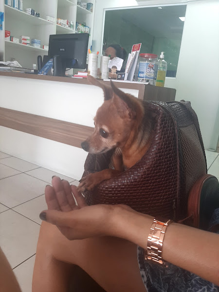 Foto 5 pet center vira lata