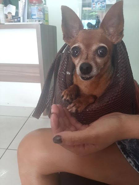 Foto 6 pet center vira lata