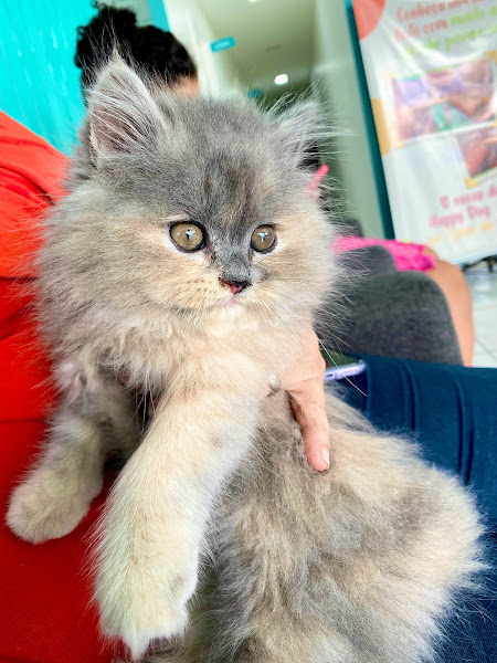 Foto 2 Vetdoctor Hospital Veterinário