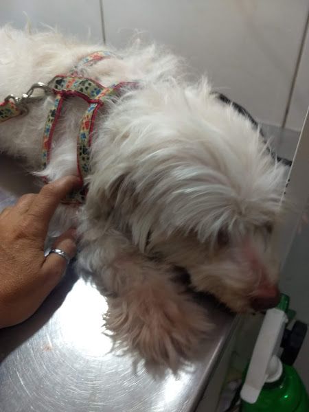 Foto 2 Agroveterinária