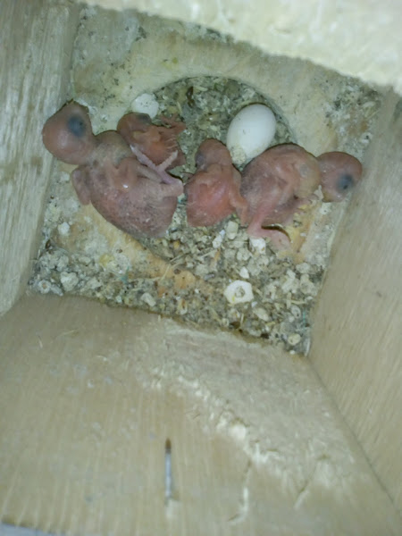 Foto 1 Shopping da Ração