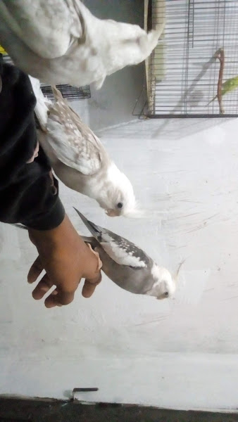 Foto 2 Shopping da Ração