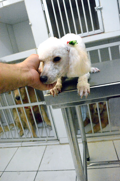 Foto 3 Rações & Cia