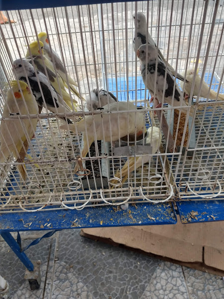 Foto 1 SAMUEL RAÇÕES