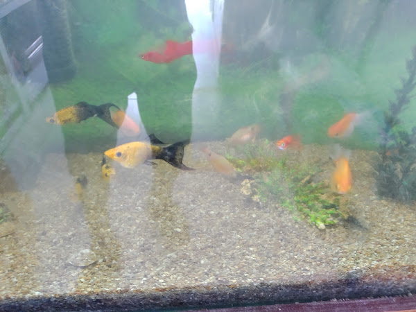 Foto 2 Sina Rações Naturalis.