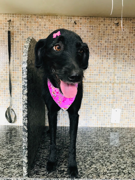 Clínica e Pet Sophia