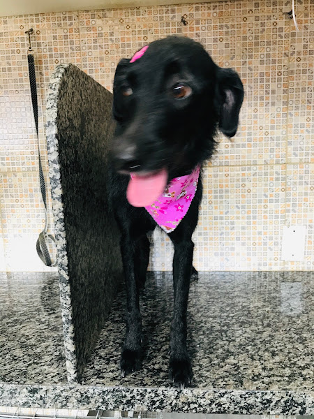 Foto 1 Clínica e Pet Sophia