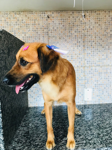 Foto 2 Clínica e Pet Sophia Foto 2 Clínica e Pet Sophia