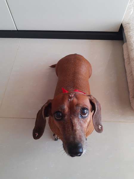 Foto 1 Dog Shop Rações