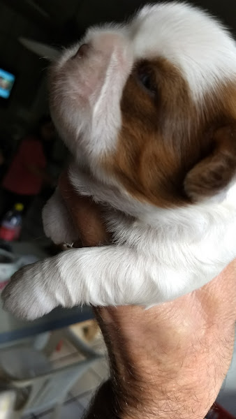 Foto 1 Mecanica Do Gringo