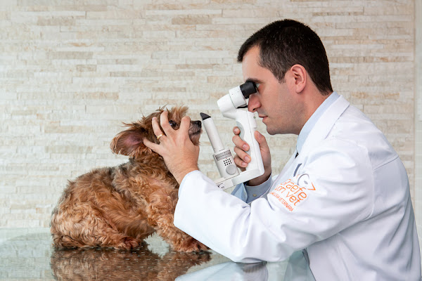 Graefe von Vet - Thiago Ferreira - Veterinário Oftalmologista
