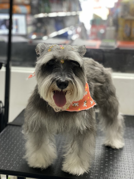 Foto 2 Floripa Pet Shop